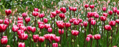 Bloom – The Abbortsford Tulip Festival